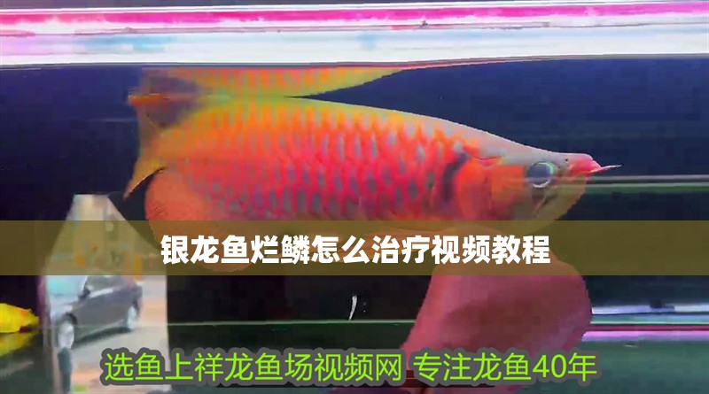 銀龍魚爛鱗怎么治療視頻教程 銀龍魚爛鱗怎么治療視頻教程 龍魚百科