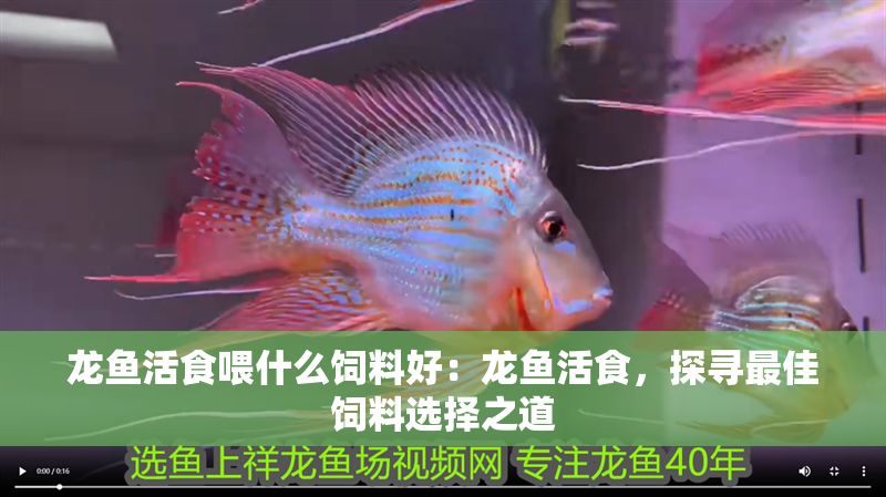 龍魚活食喂什么飼料好：龍魚活食，探尋最佳飼料選擇之道