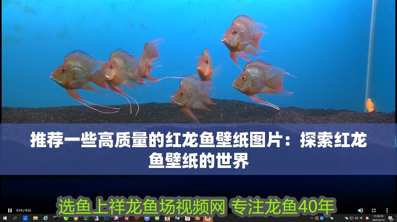 紅龍魚眼睛里有白色物體怎么辦圖片視頻講解大全（紅龍魚眼睛有白膜怎么辦）