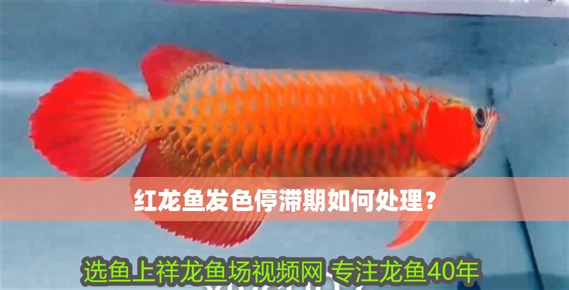 紅龍魚發(fā)色停滯期如何處理？