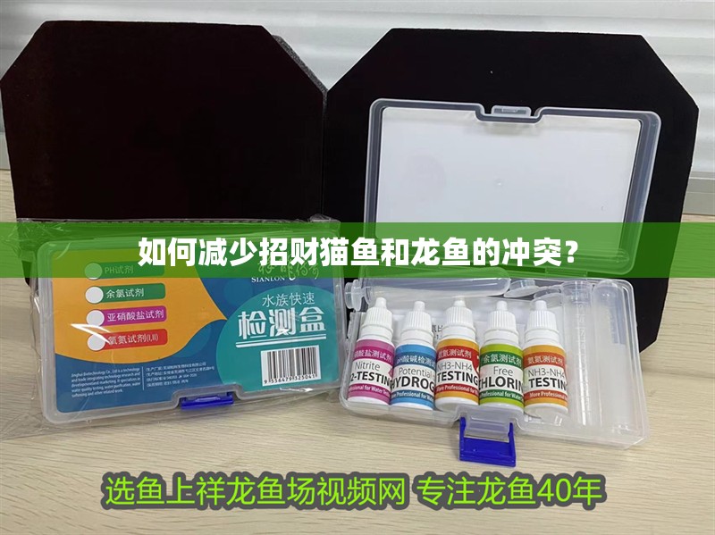 如何減少招財貓魚和龍魚的沖突？ 如何減少招財貓魚和龍魚的沖突？ 龍魚百科