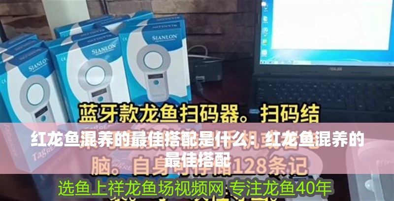 紅龍魚混養的最佳搭配是什么：紅龍魚混養的最佳搭配