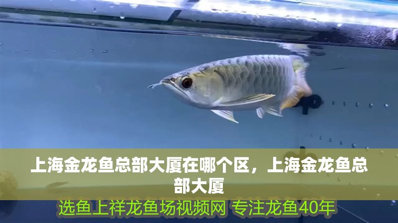 上海金龍魚總部大廈在哪個區，上海金龍魚總部大廈