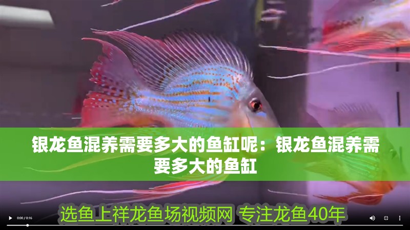 銀龍魚混養需要多大的魚缸呢：銀龍魚混養需要多大的魚缸 銀龍魚混養需要多大的魚缸呢：銀龍魚混養需要多大的魚缸 水族問答