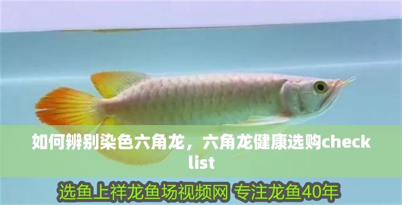 如何辨別染色六角龍，六角龍健康選購checklist