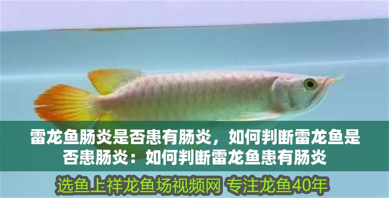 雷龍魚腸炎是否患有腸炎，如何判斷雷龍魚是否患腸炎：如何判斷雷龍魚患有腸炎