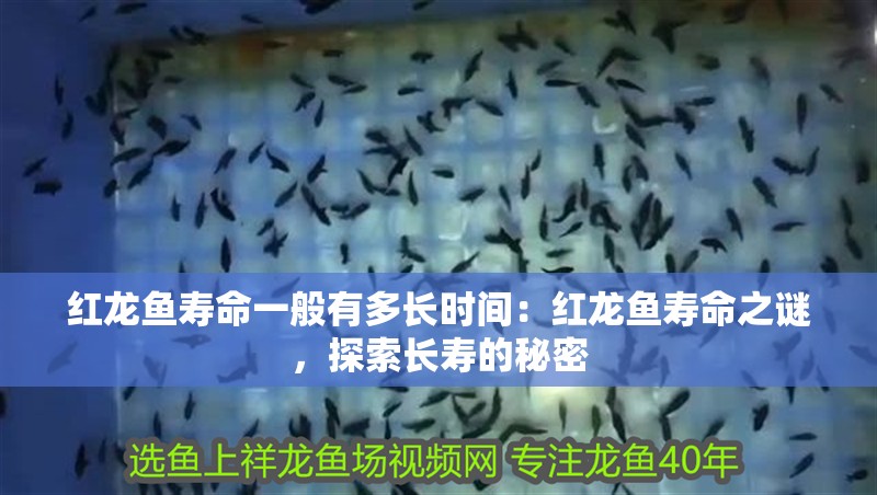 紅龍魚壽命一般有多長時間：紅龍魚壽命之謎，探索長壽的秘密