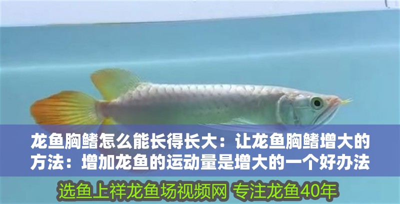 龍魚胸鰭怎么能長(zhǎng)得長(zhǎng)大：讓龍魚胸鰭增大的方法：增加龍魚的運(yùn)動(dòng)量是增大的一個(gè)好辦法