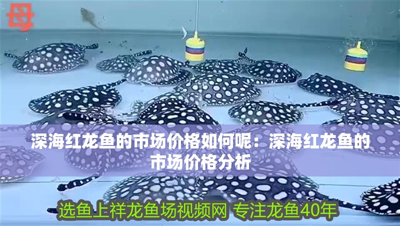 深海紅龍魚的市場價格如何呢：深海紅龍魚的市場價格分析