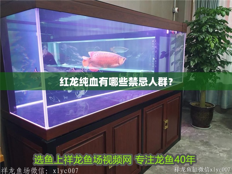 紅龍純血有哪些禁忌人群？ 紅龍純血有哪些禁忌人群？ 龍魚百科