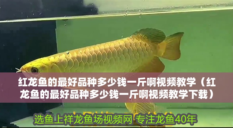 紅龍魚的最好品種多少錢一斤啊視頻教學（紅龍魚的最好品種多少錢一斤啊視頻教學下載）
