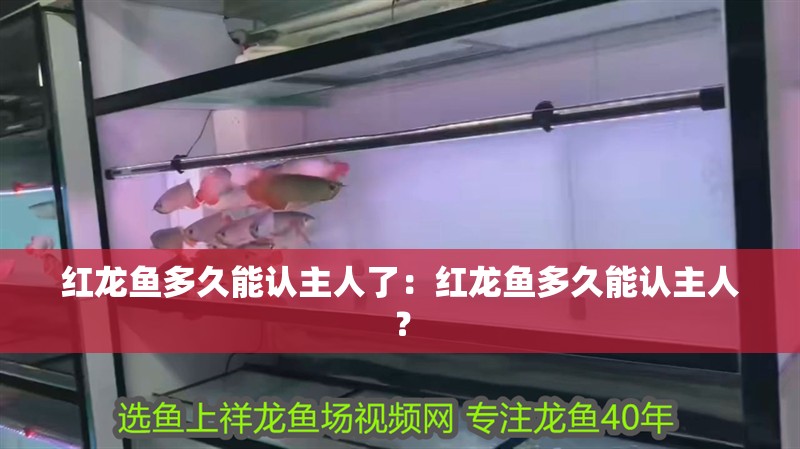 紅龍魚多久能認主人了：紅龍魚多久能認主人？