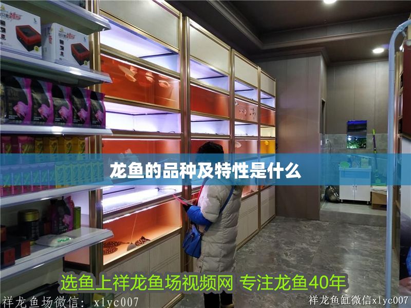 龍魚的品種及特性是什么