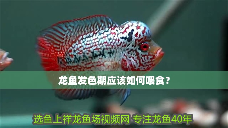 龍魚發色期應該如何喂食？