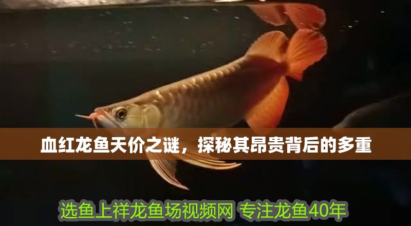 血紅龍魚天價之謎，探秘其昂貴背后的多重