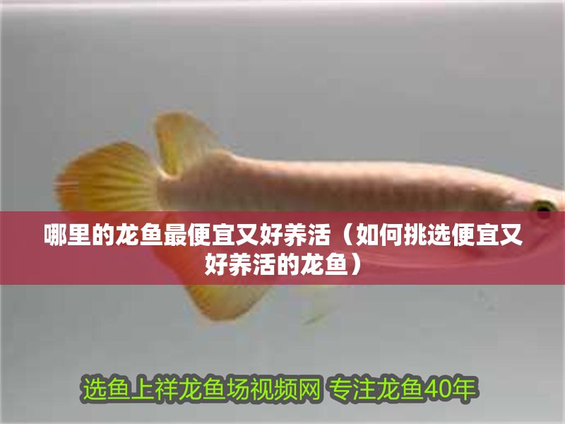 哪里的龍魚最便宜又好養活（如何挑選便宜又好養活的龍魚）