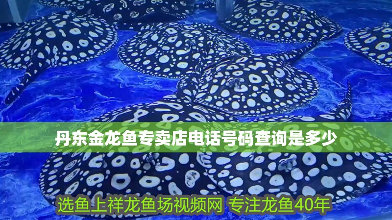 丹東金龍魚專賣店電話號碼查詢是多少