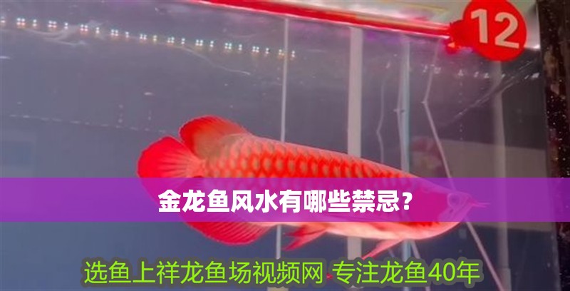 金龍魚風(fēng)水有哪些禁忌？ 金龍魚風(fēng)水有哪些禁忌？ 龍魚百科