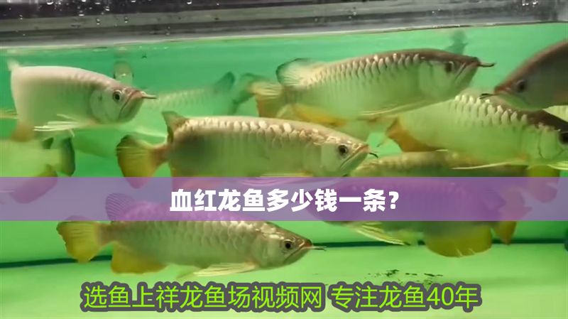 血紅龍魚多少錢一條？
