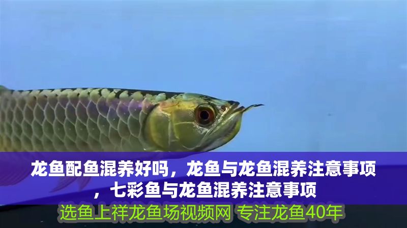 龍魚配魚混養好嗎，龍魚與龍魚混養注意事項，七彩魚與龍魚混養注意事項