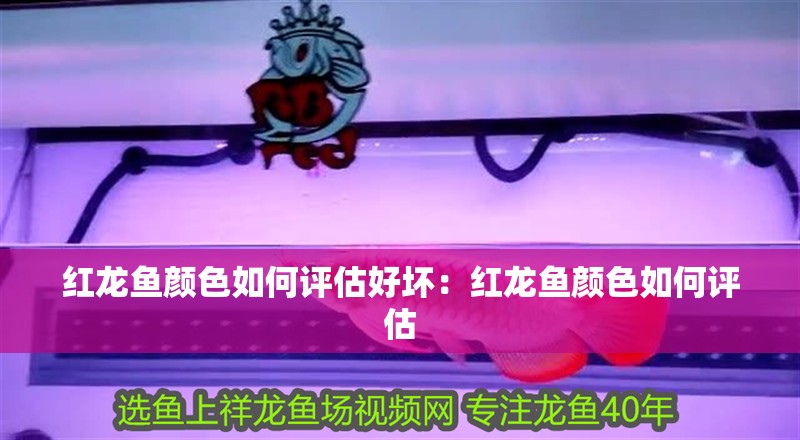 紅龍魚顏色如何評估好壞：紅龍魚顏色如何評估