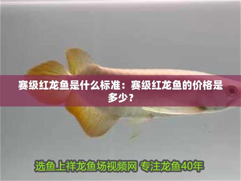 賽級紅龍魚是什么標(biāo)準(zhǔn)：賽級紅龍魚的價(jià)格是多少？