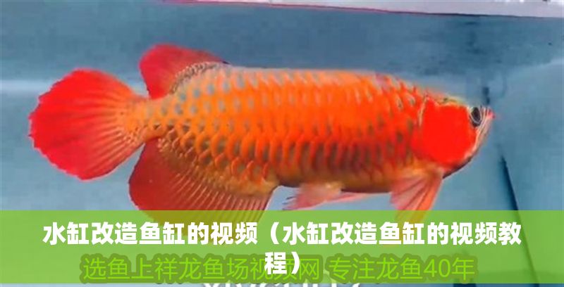 水缸改造魚缸的視頻（水缸改造魚缸的視頻教程）