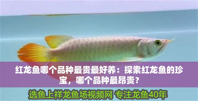 紅龍魚哪個品種最貴最好養：探索紅龍魚的珍寶，哪個品種最昂貴？