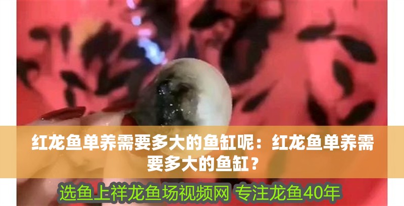 紅龍魚單養需要多大的魚缸呢：紅龍魚單養需要多大的魚缸？