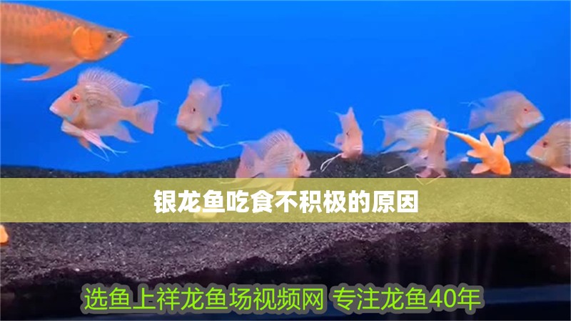 銀龍魚吃食不積極的原因