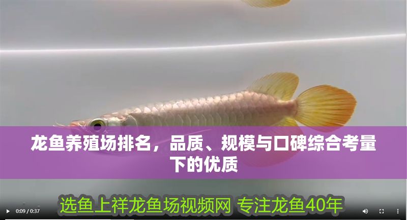 龍魚養(yǎng)殖場排名,品質(zhì)、規(guī)模與口碑綜合考量下的優(yōu)質(zhì) 龍魚百科 第2張 龍魚養(yǎng)殖場排名,品質(zhì)、規(guī)模與口碑綜合考量下的優(yōu)質(zhì) 龍魚養(yǎng)殖場排名,品質(zhì)、規(guī)模與口碑綜合考量下的優(yōu)質(zhì) 龍魚百科 第2張