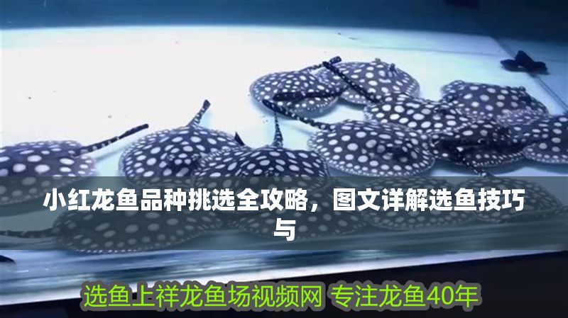 小紅龍魚品種挑選全攻略，圖文詳解選魚技巧與