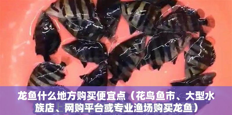 龍魚什么地方購買便宜點（花鳥魚市、大型水族店、網購平臺或專業漁場購買龍魚）
