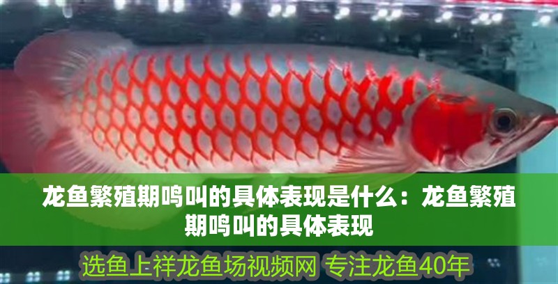 龍魚繁殖期鳴叫的具體表現(xiàn)是什么：龍魚繁殖期鳴叫的具體表現(xiàn)
