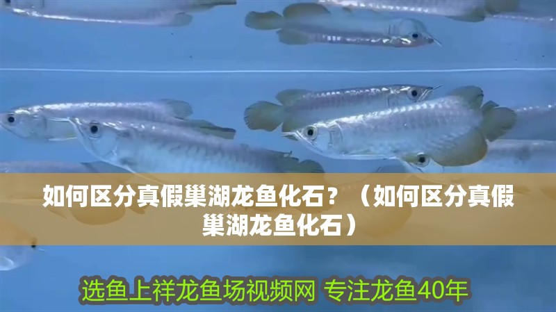 如何區(qū)分真假巢湖龍魚化石？（如何區(qū)分真假巢湖龍魚化石）