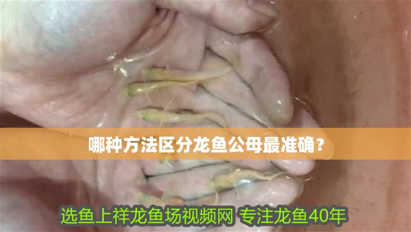 哪種方法區(qū)分龍魚公母最準(zhǔn)確？ 哪種方法區(qū)分龍魚公母最準(zhǔn)確？ 龍魚百科