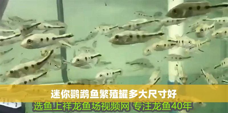 迷你鸚鵡魚繁殖罐多大尺寸好
