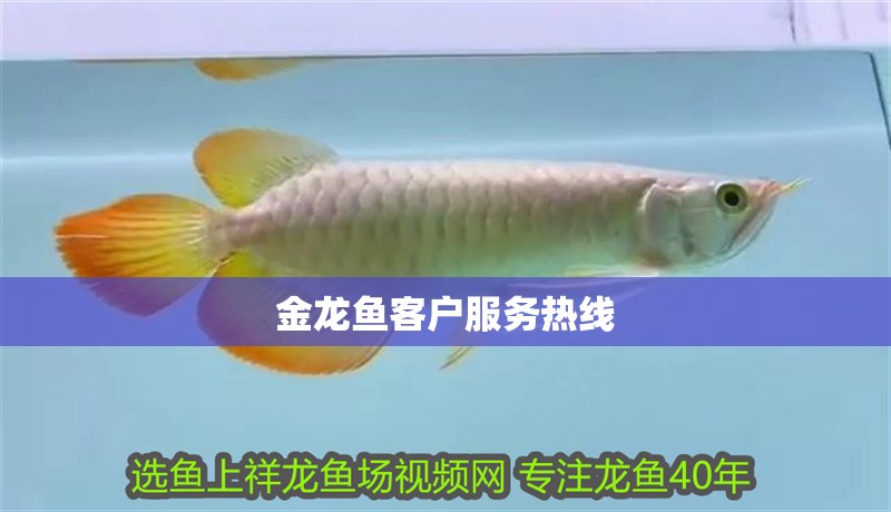 金龍魚客戶服務熱線 金龍魚客戶服務熱線 龍魚百科