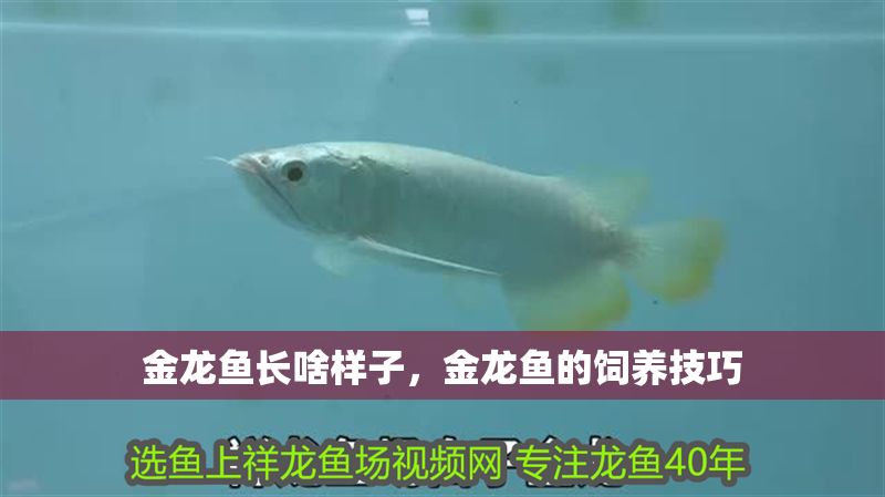 金龍魚長啥樣子，金龍魚的飼養技巧