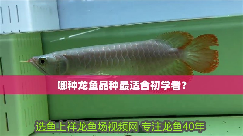哪種龍魚品種最適合初學者？