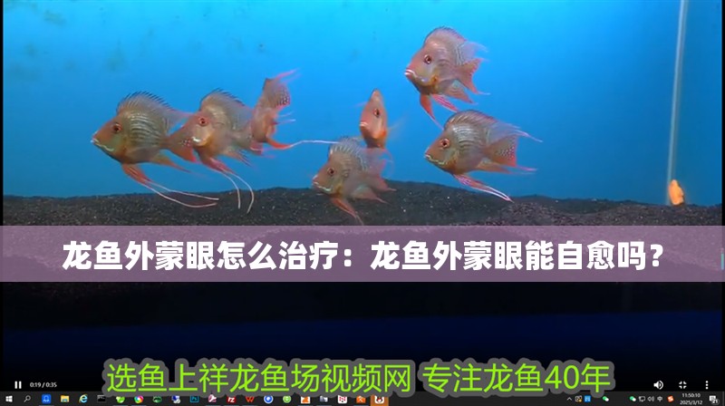 龍魚外蒙眼怎么治療：龍魚外蒙眼能自愈嗎？