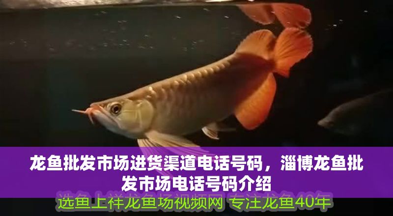龍魚批發(fā)市場進(jìn)貨渠道電話號(hào)碼，淄博龍魚批發(fā)市場電話號(hào)碼介紹 龍魚批發(fā)市場進(jìn)貨渠道電話號(hào)碼，淄博龍魚批發(fā)市場電話號(hào)碼介紹 龍魚百科 第6張