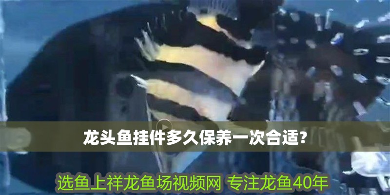 龍頭魚掛件多久保養(yǎng)一次合適？