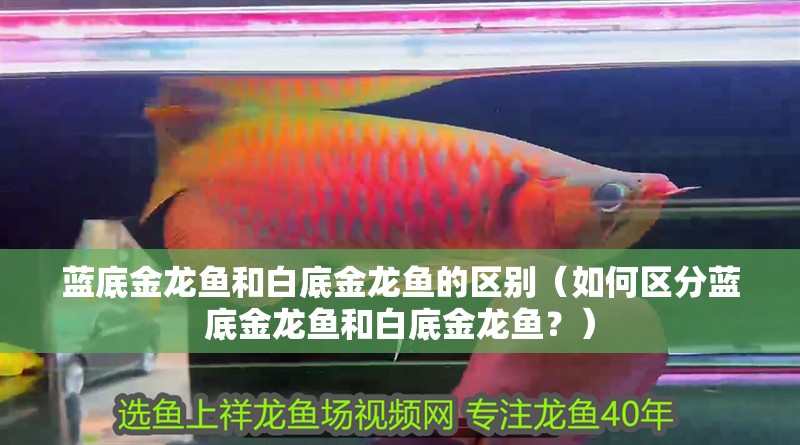 藍底金龍魚和白底金龍魚的區別（如何區分藍底金龍魚和白底金龍魚？）