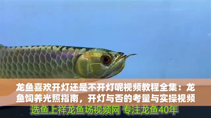 龍魚喜歡開燈還是不開燈呢視頻教程全集：龍魚飼養光照指南，開燈與否的考量與實操視頻教程