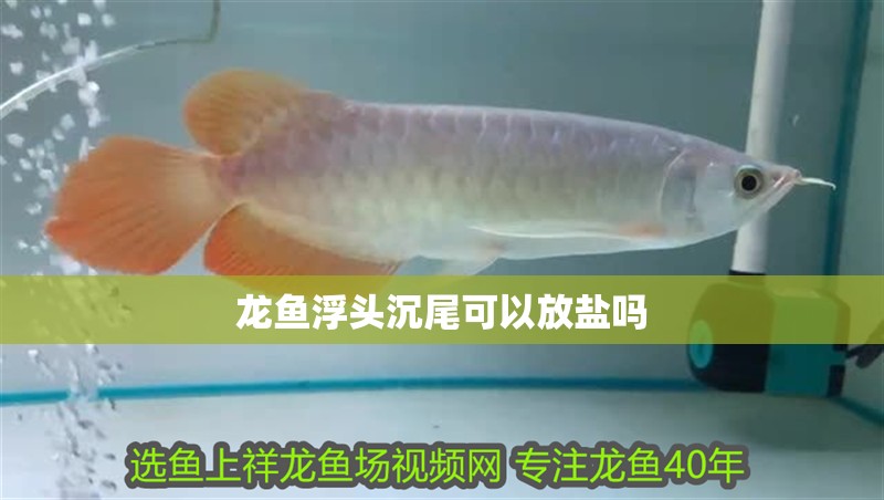 龍魚浮頭沉尾可以放鹽嗎