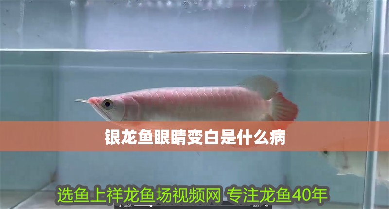 銀龍魚眼睛變白是什么病