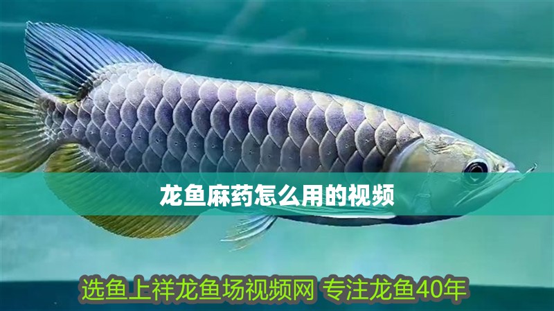 龍魚麻藥怎么用的視頻