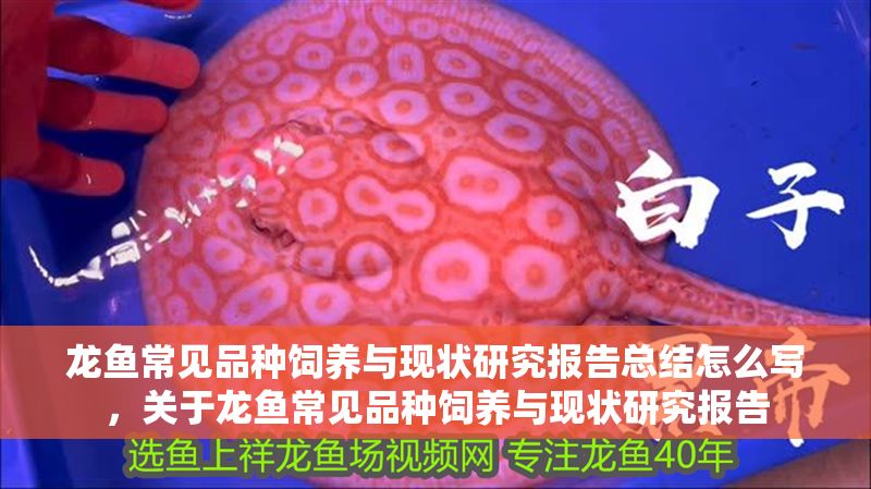 龍魚常見品種飼養與現狀研究報告總結怎么寫，關于龍魚常見品種飼養與現狀研究報告
