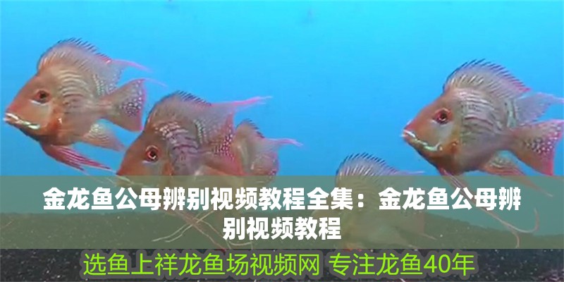 金龍魚公母辨別視頻教程全集：金龍魚公母辨別視頻教程